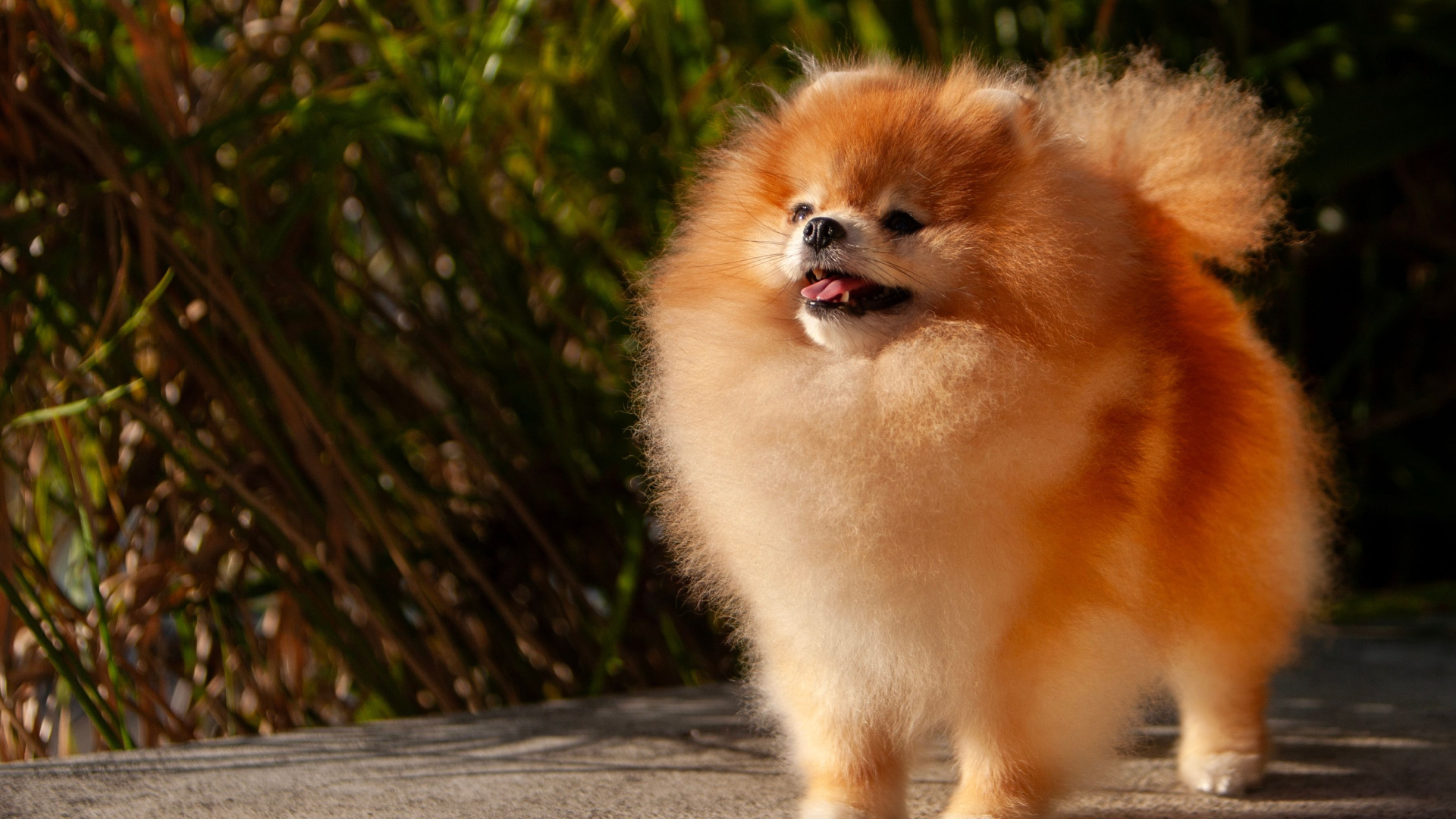 8 dogs that treat every family member differently on purpose