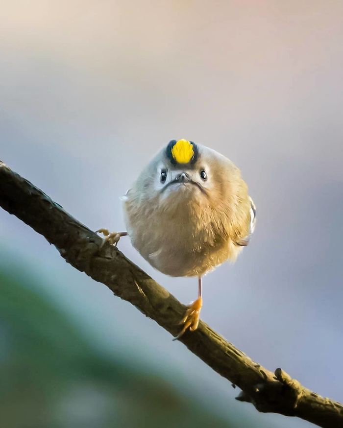 Finnish Photographer Snaps Animals In Their Raw Moments (30 New Pics)