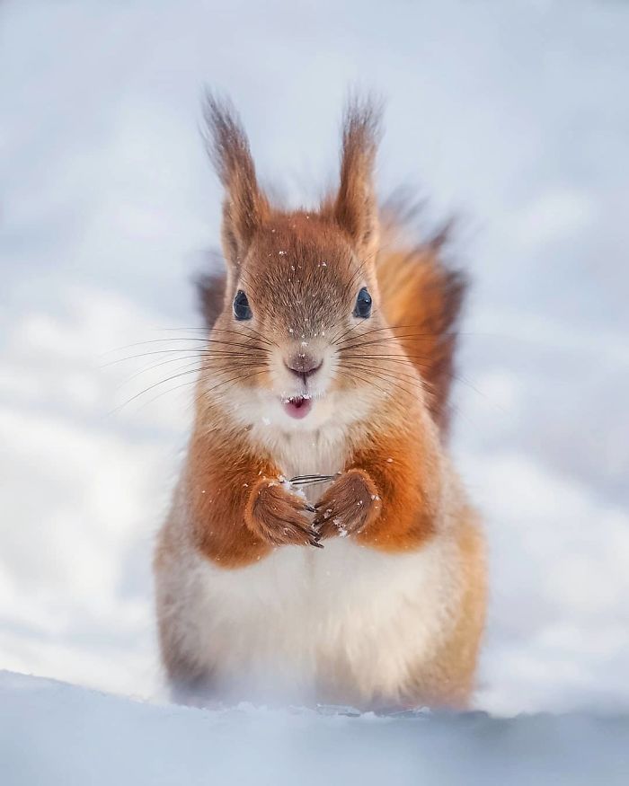 Finnish Photographer Snaps Animals In Their Raw Moments (30 New Pics)