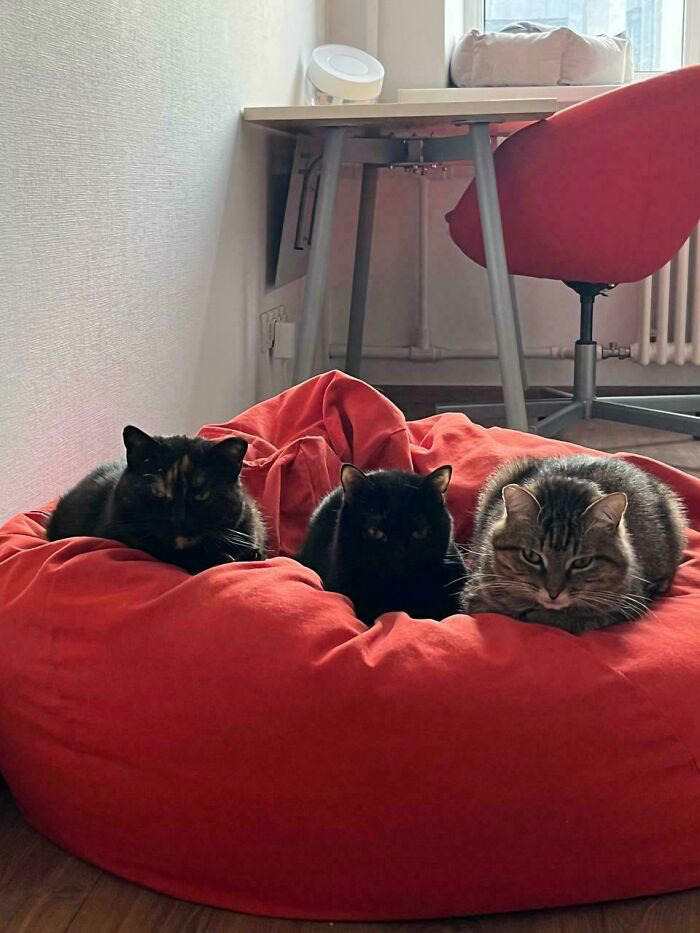 59 times cats formed suspicious groups and definitely knew something we