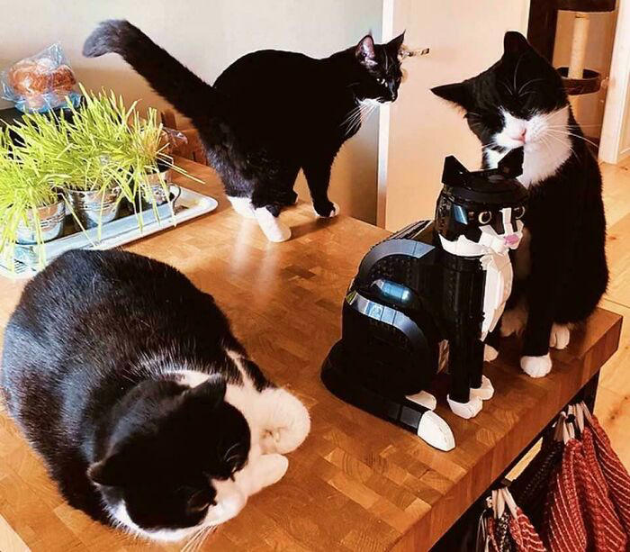 59 times cats formed suspicious groups and definitely knew something we ...