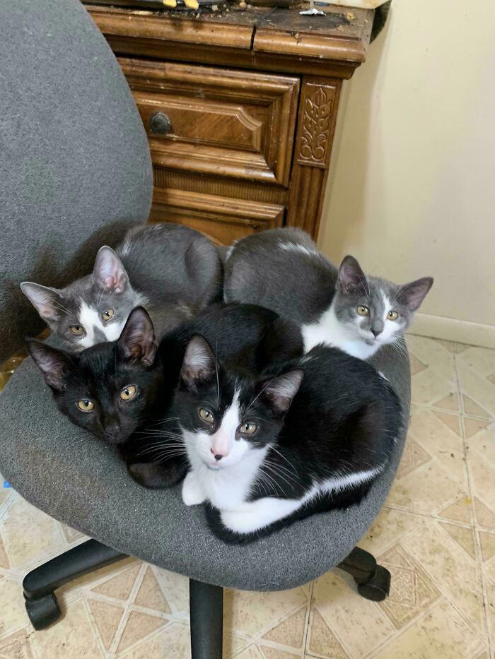 59 times cats formed suspicious groups and definitely knew something we ...