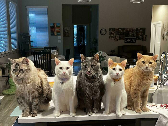 59 times cats formed suspicious groups and definitely knew something we ...