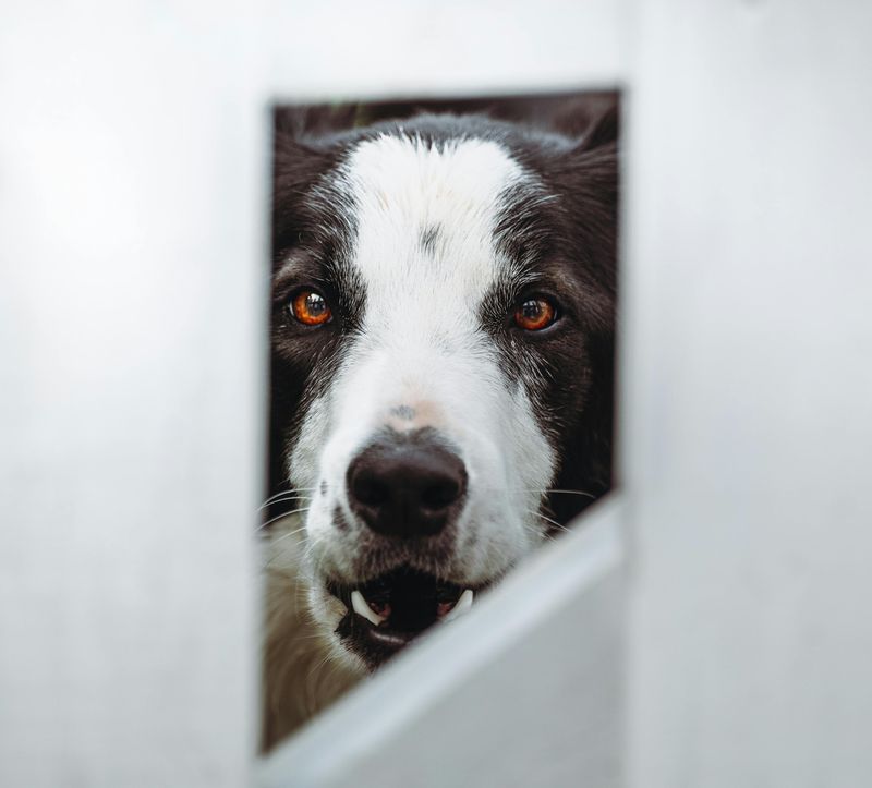 8 dogs that treat every family member differently on purpose