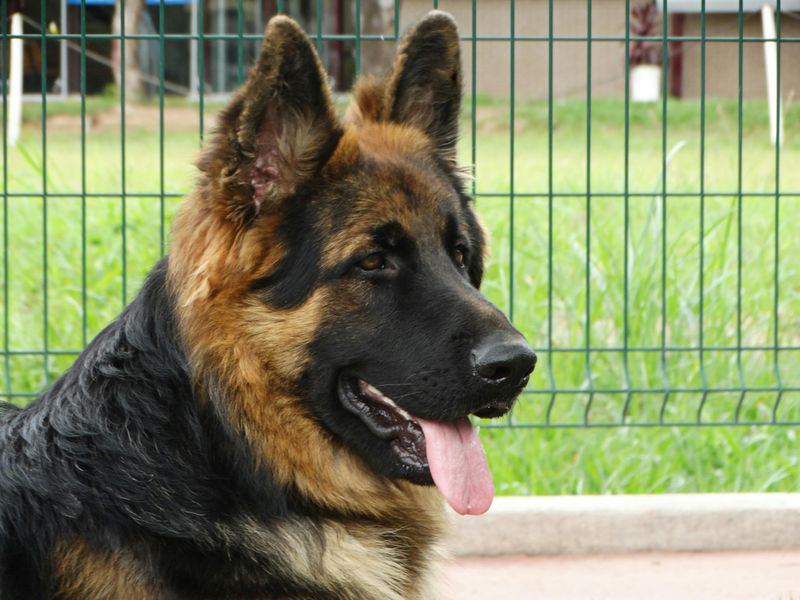 8 dogs that treat every family member differently on purpose