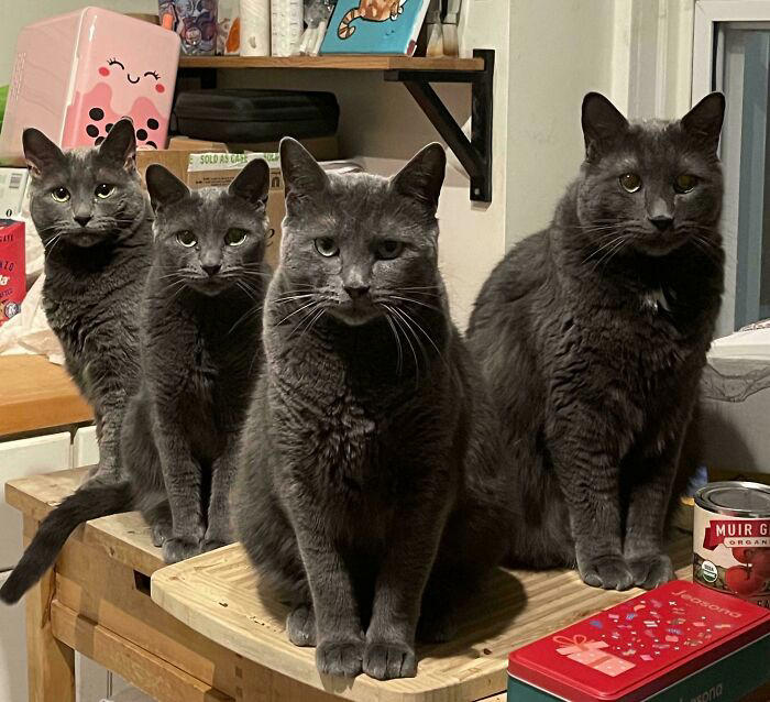 59 times cats formed suspicious groups and definitely knew something we ...