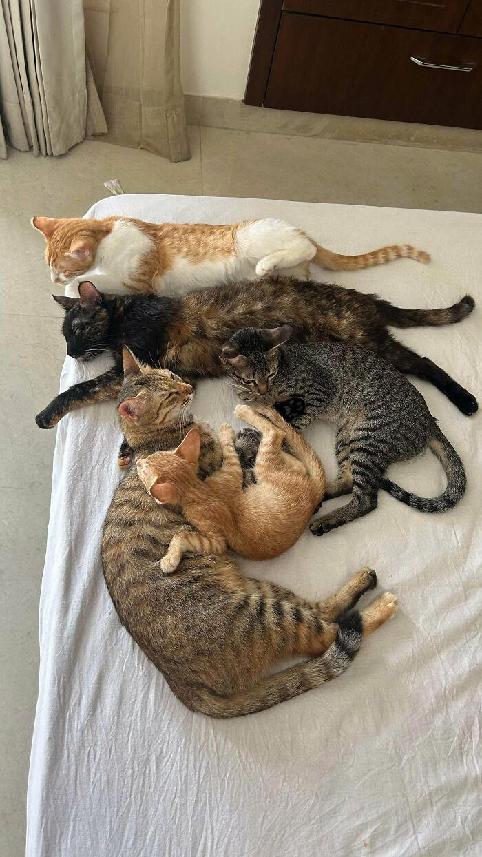 59 times cats formed suspicious groups and definitely knew something we ...