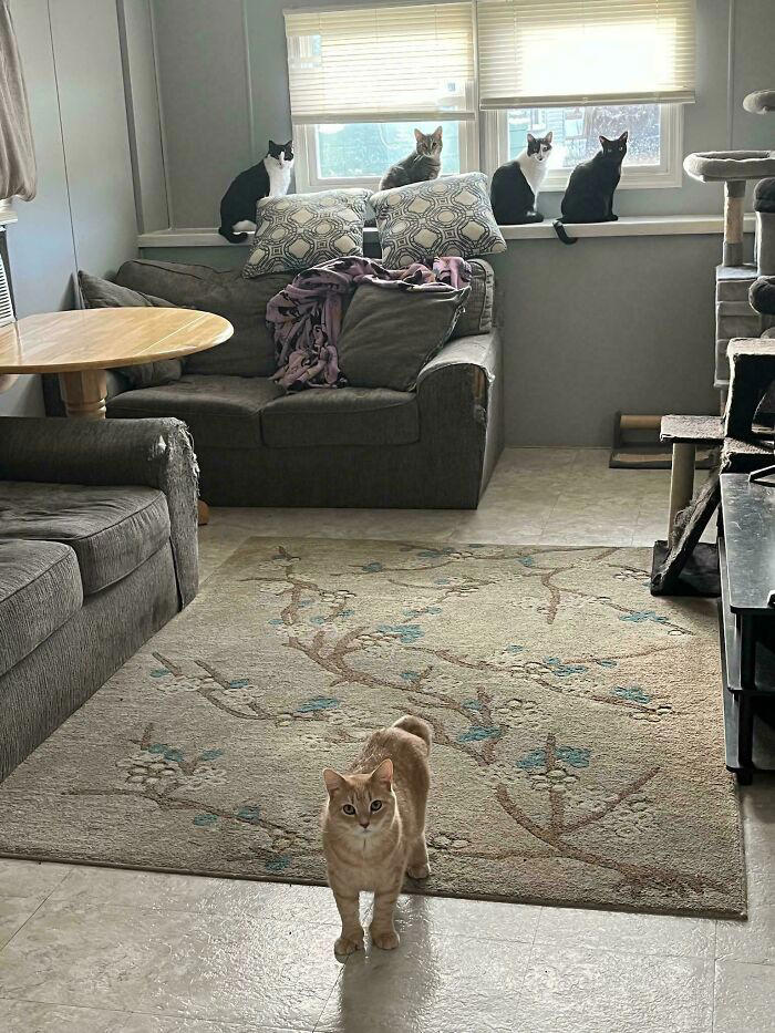 59 times cats formed suspicious groups and definitely knew something we ...