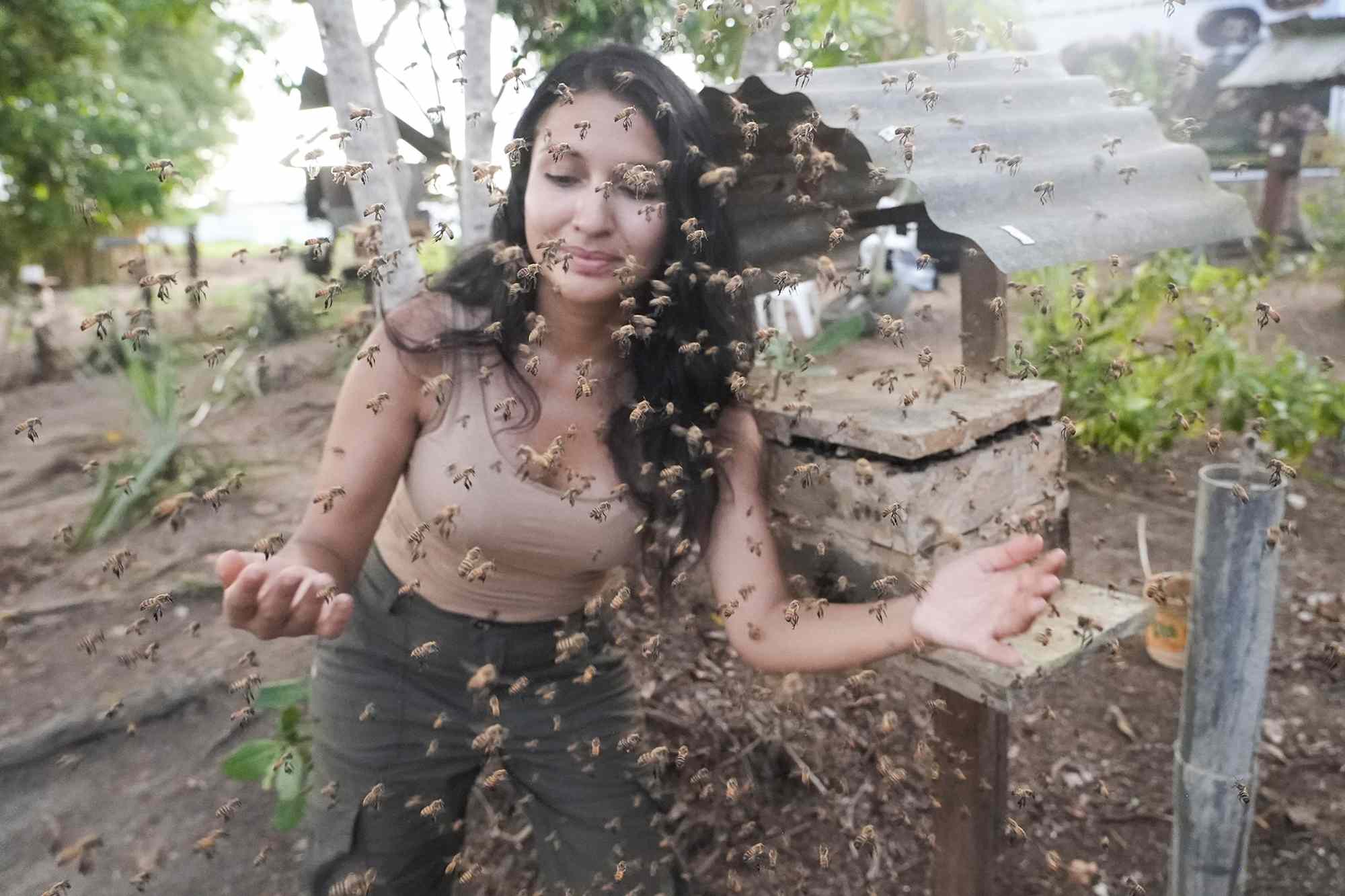 Rare stingless bees in the Amazon become some of the first insects to ...
