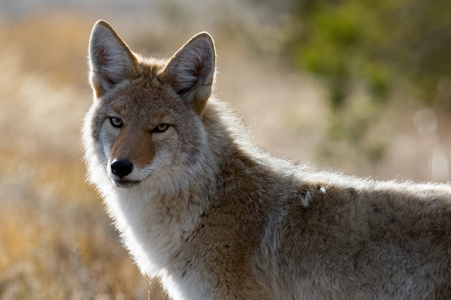 'It haunts me:' Coyote tests positive for rabies after attacking Buford man