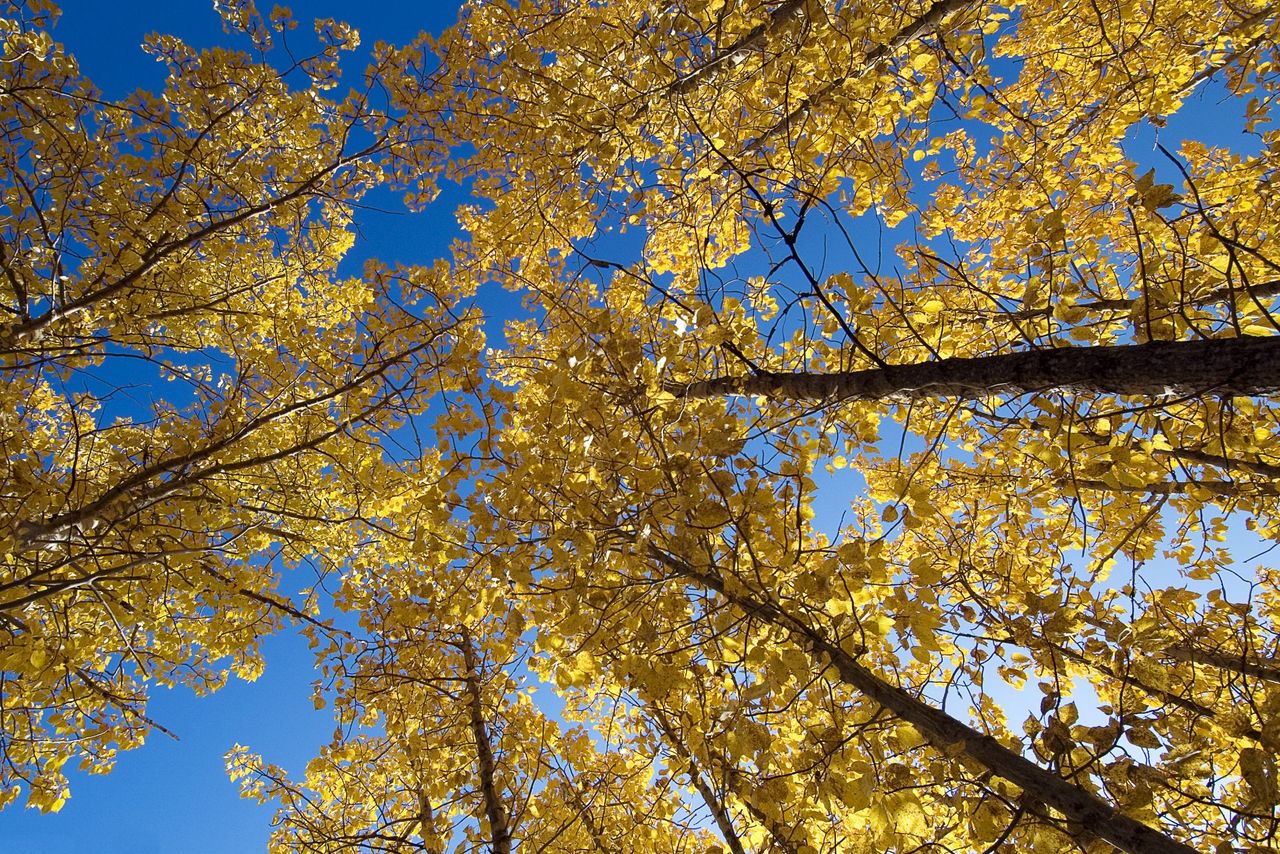 Eastern Cottonwood