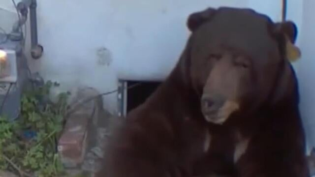 California man frustrated over efforts to remove bear living under his house<br><br>
