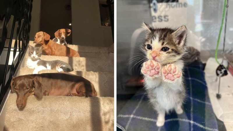 20 adorable animals for a distraction from whatever's troubling you today