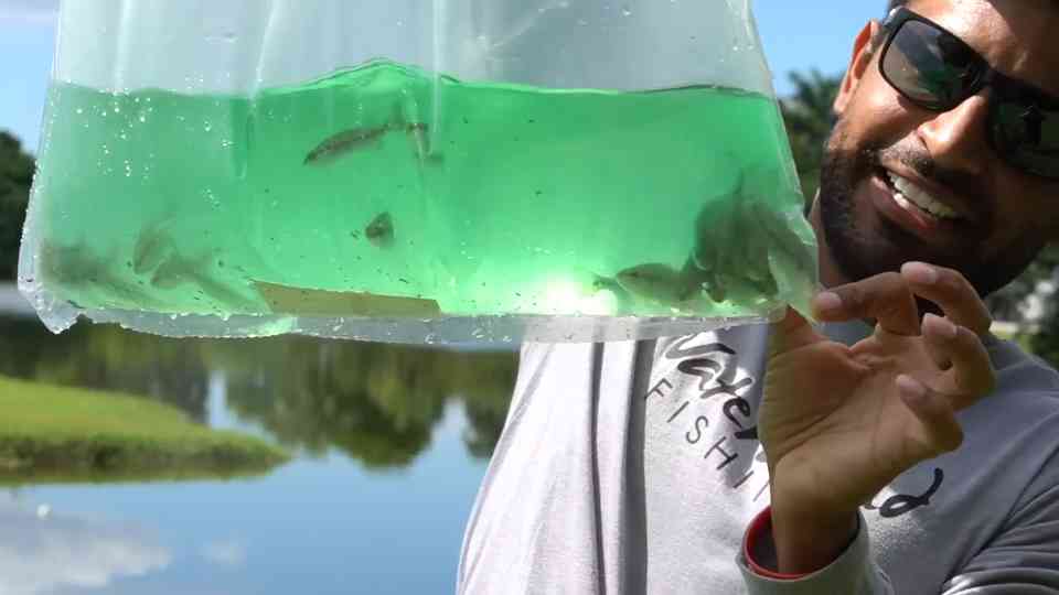 Amazon is selling thousands of live fish online