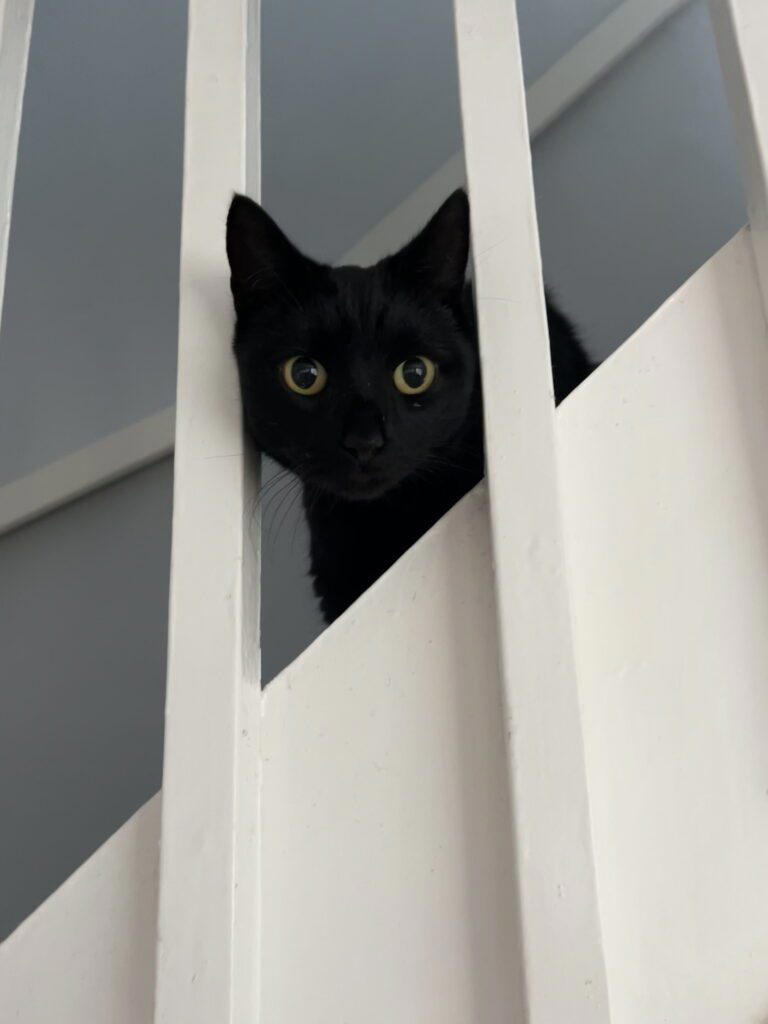 Christmas miracle as missing cat returns home after five years