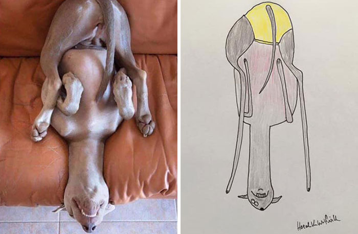 29 Animal Portraits Drawn So Badly, They Look Like Masterpieces
