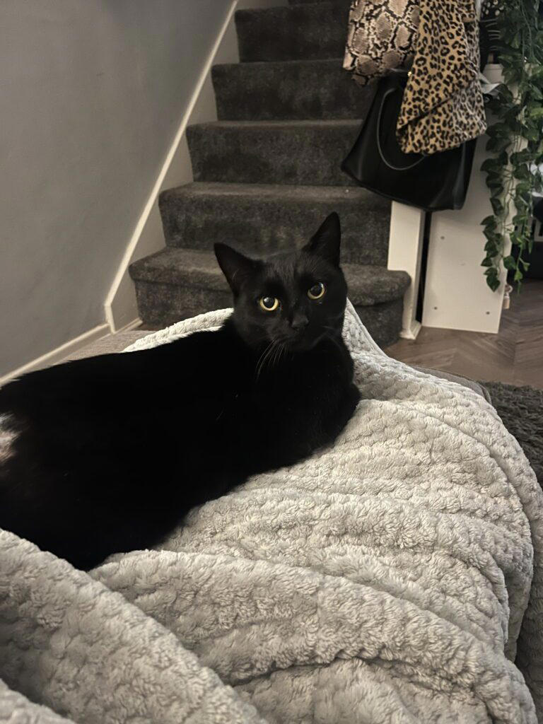 Christmas miracle as missing cat returns home after five years