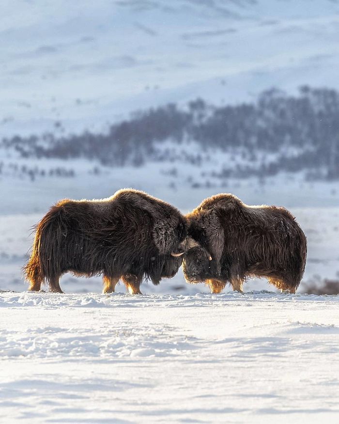 Finnish Photographer Snaps Animals In Their Raw Moments (30 New Pics)