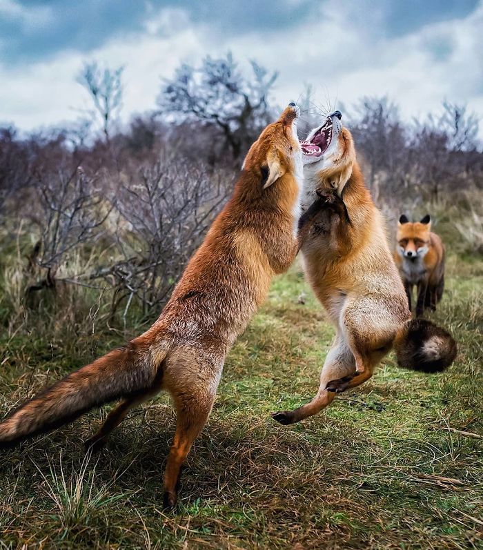 Finnish Photographer Snaps Animals In Their Raw Moments (30 New Pics)