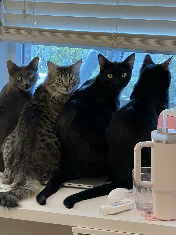 59 times cats formed suspicious groups and definitely knew something we ...
