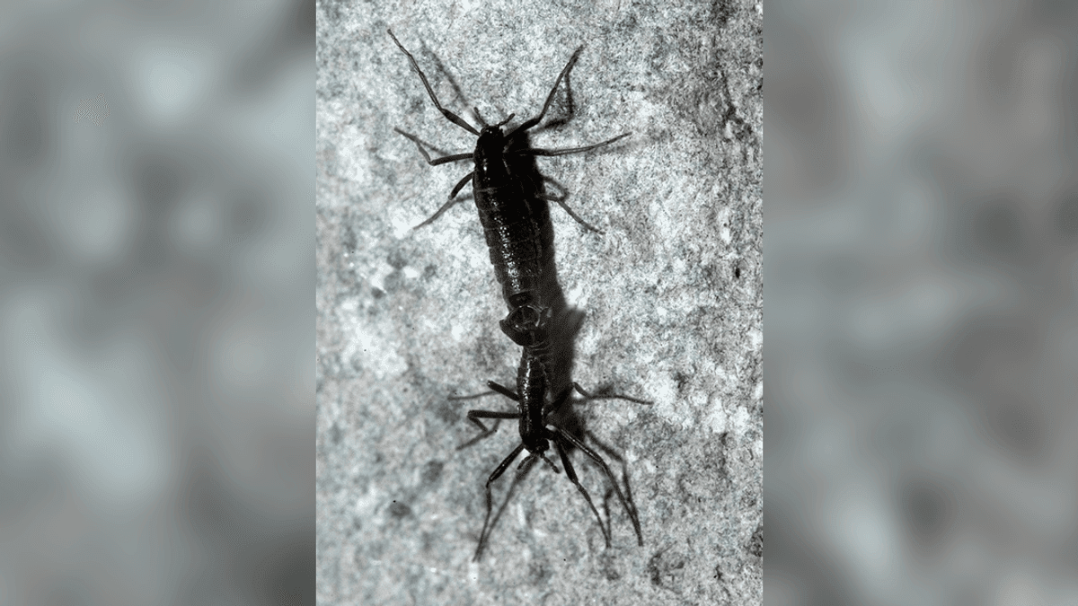 The only bugs in Antarctica are already eating microplastics