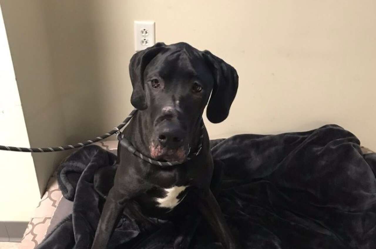 Shelton Animal Control looking for owner of Great Dane found in Indian Well State Park<br><br>
