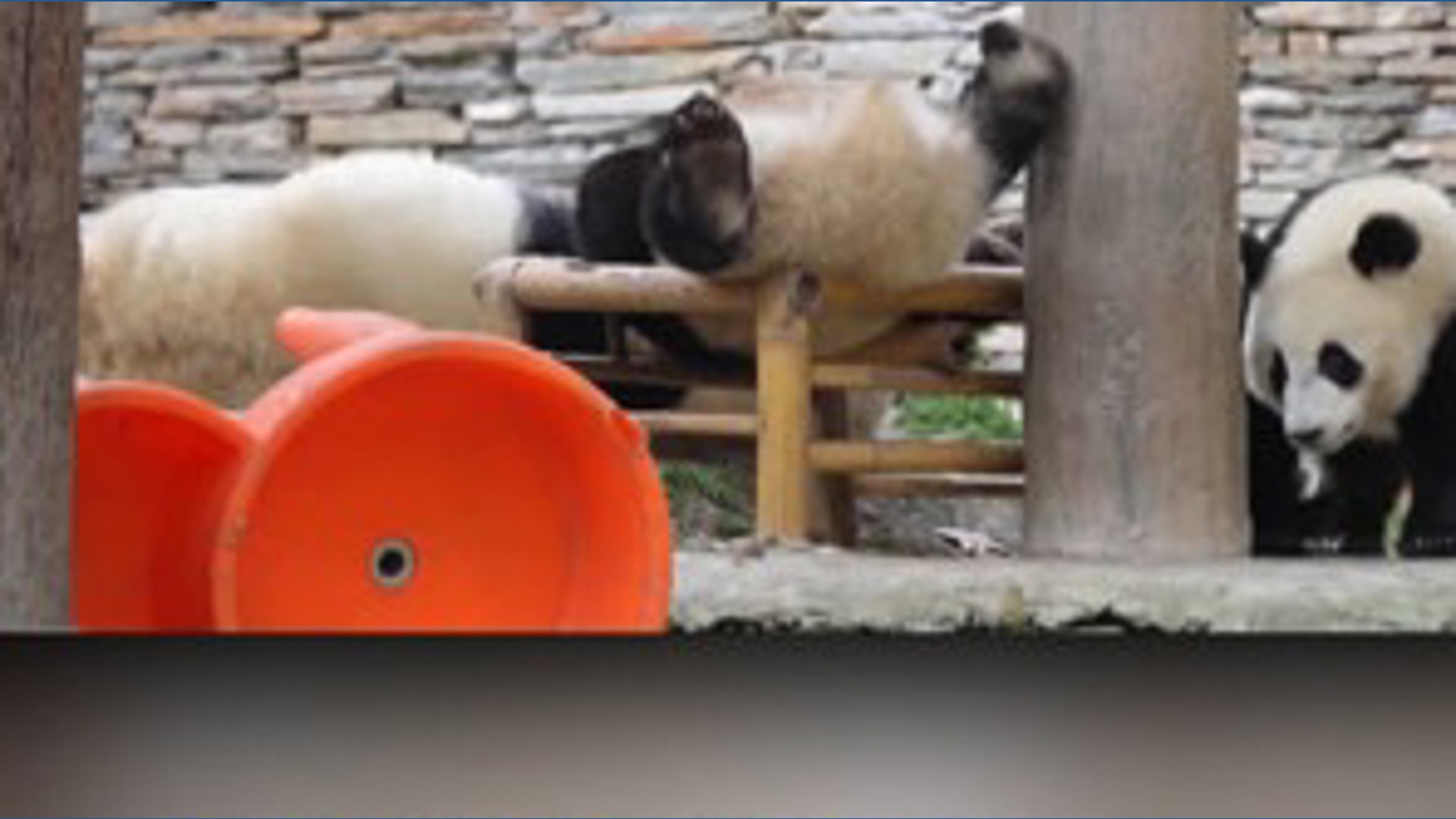 Pandas, they're just like us: Check out this mama panda breaking up a ...