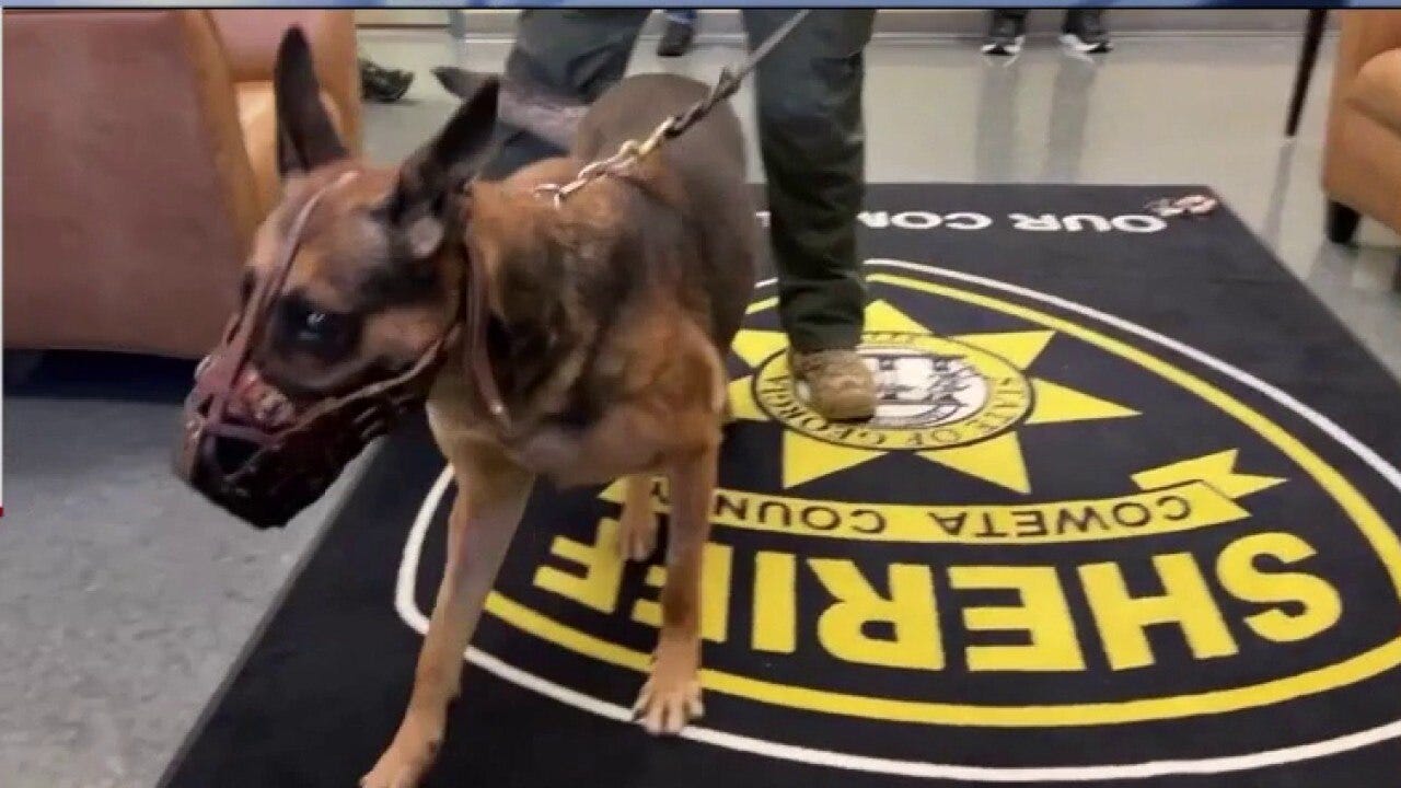 Shot K9 hero returns to nab suspect in high-speed chase