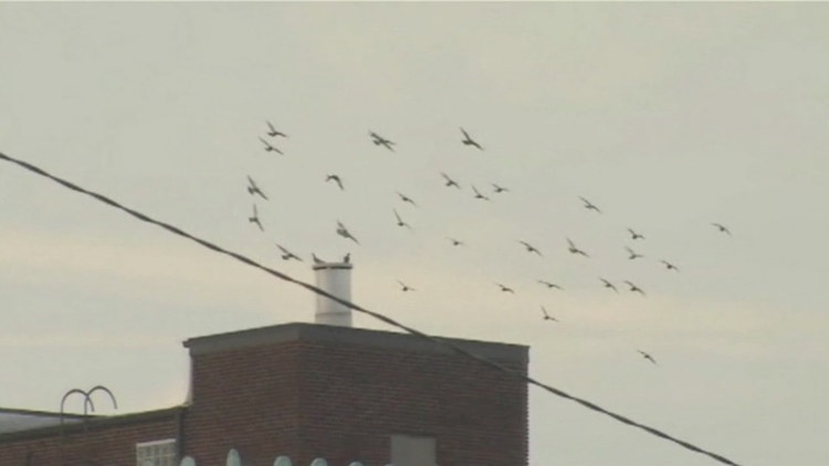 Galesburg’s falcon program for crow control ending this weekend