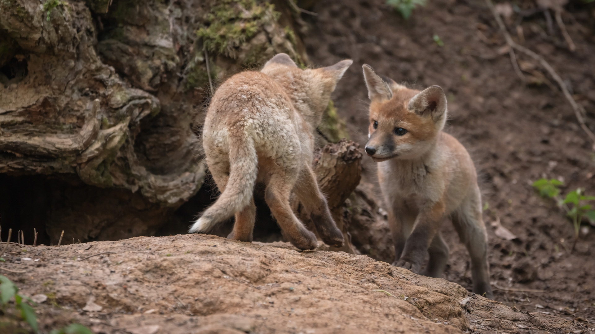 A playful moment in the forest