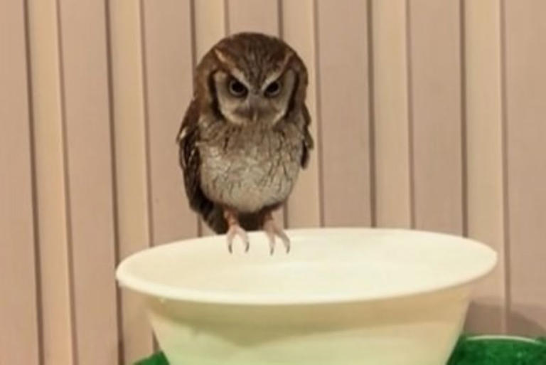 風呂キャンセル界隈】冬場に水浴びしないフクロウ あるあるすぎる光景