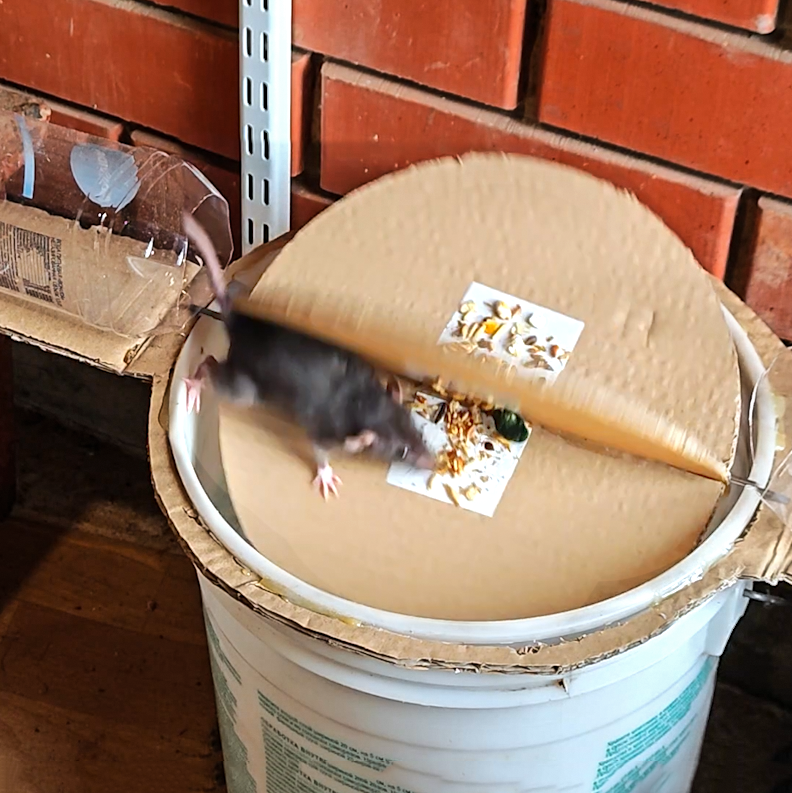 Crafting a clever rat catcher: DIY bucket trap magic!