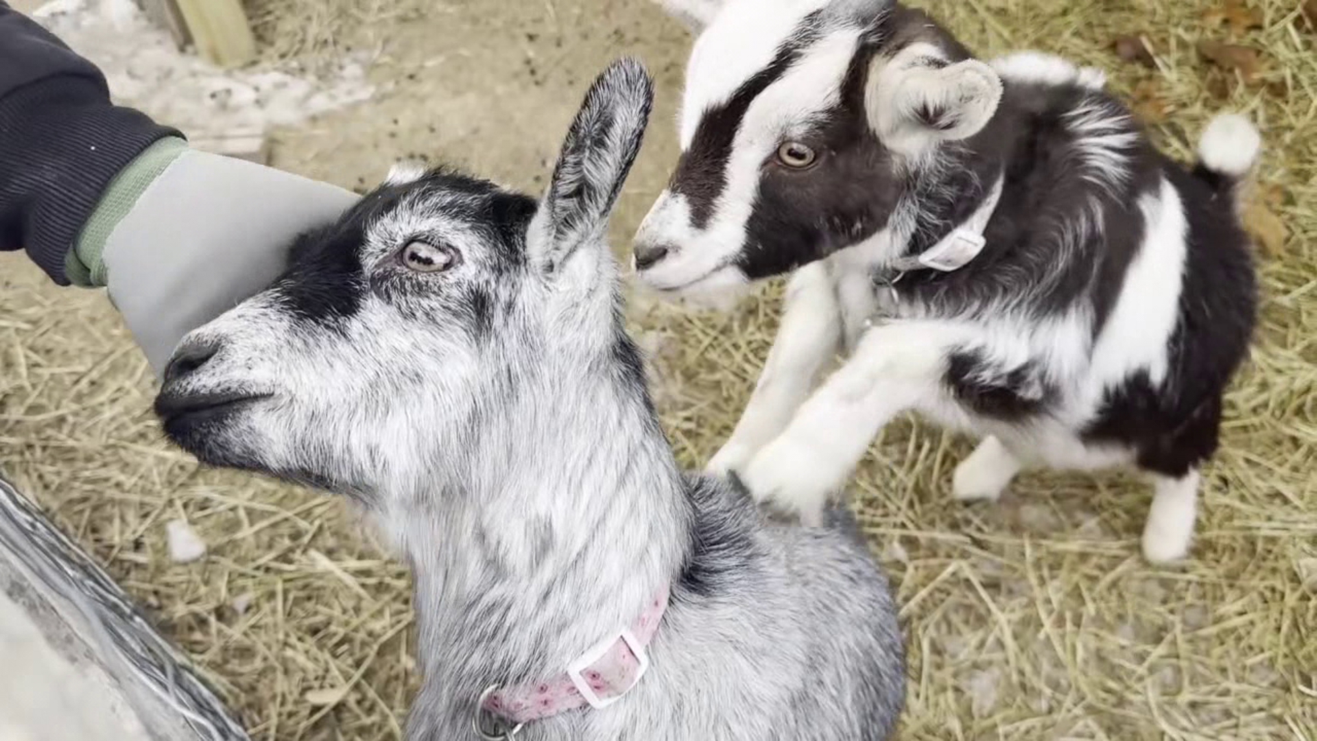 Farm in Snyder County seeks Christmas tree donations for goats