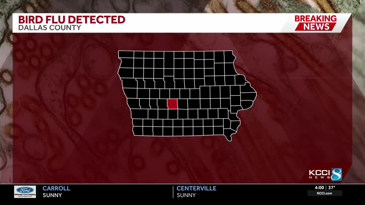 Bird flu confirmed in Dallas County backyard flock