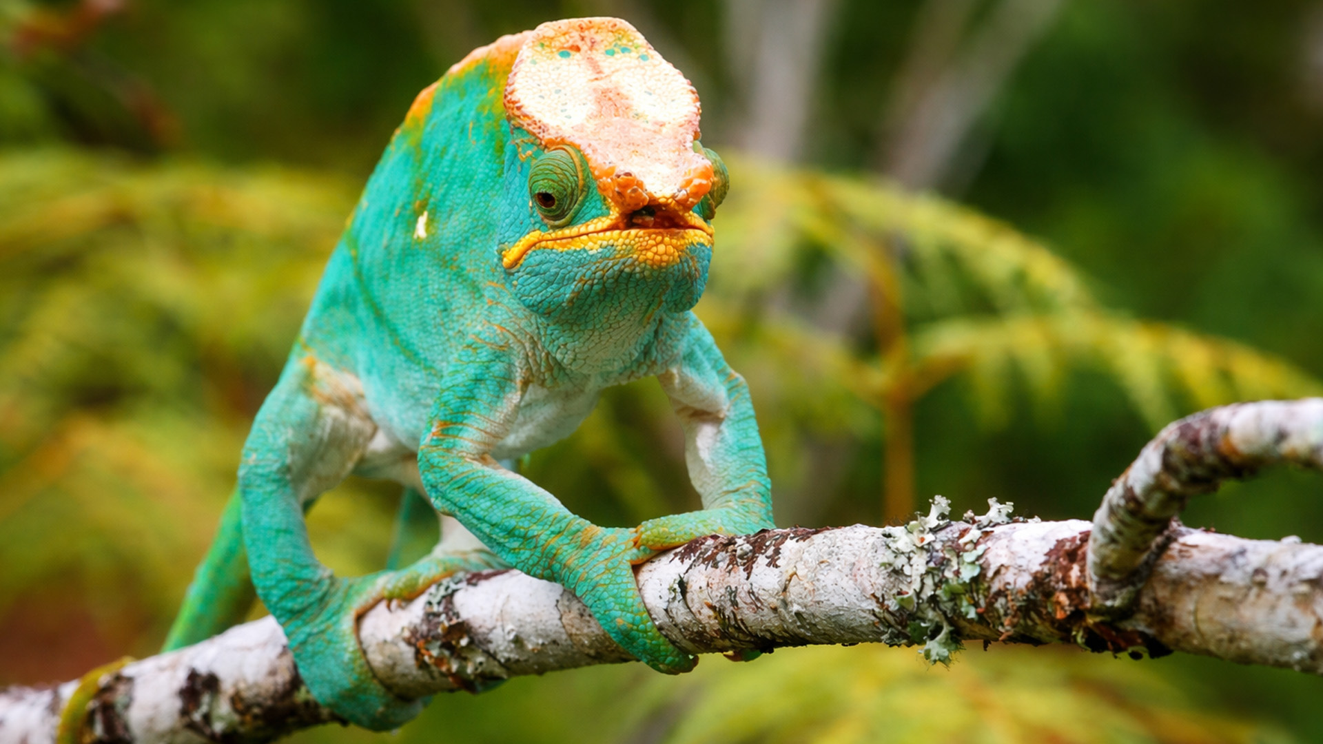 Nature’s master of disguise