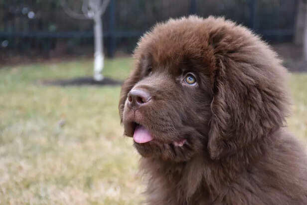 Looking for a quiet, low-maintenance dog? These calm breeds could be ... - Quiet Low Maintenance Dogs