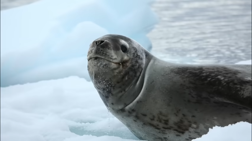 The surprising apex predators that avoid hunting humans