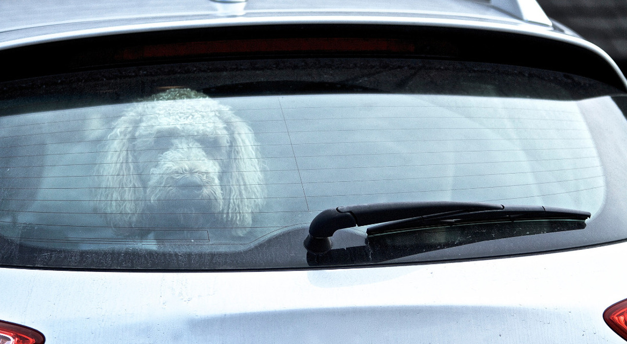 Va a sciare e lascia il cane chiuso in macchina, i carabinieri sentono ...