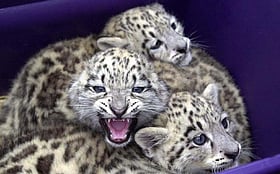 Four leopard cubs rescued near Bengaluru's Tavarekere; reunification ...