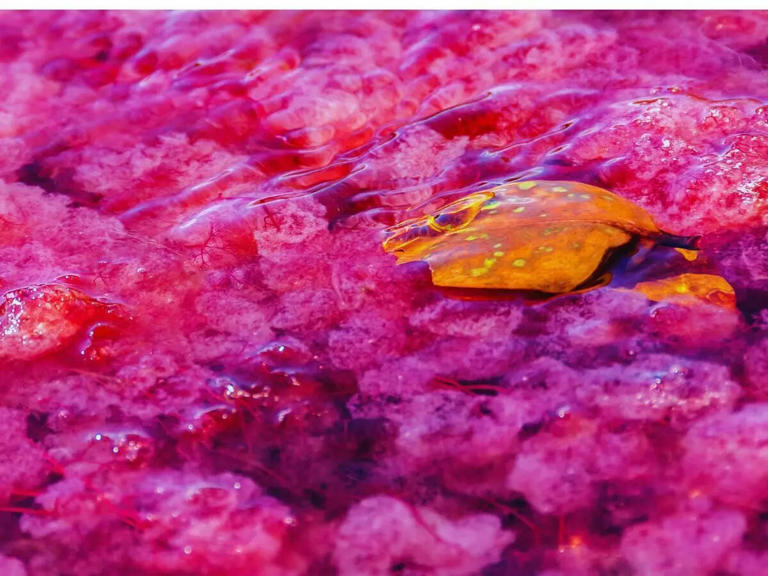 This rare river changes colour every year and is situated in this part ...