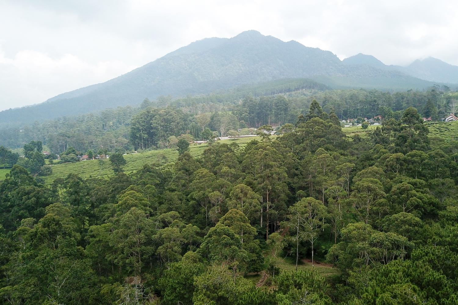 Kemenhut buka peluang pendanaan REDD+ berbasis kinerja untuk daerah