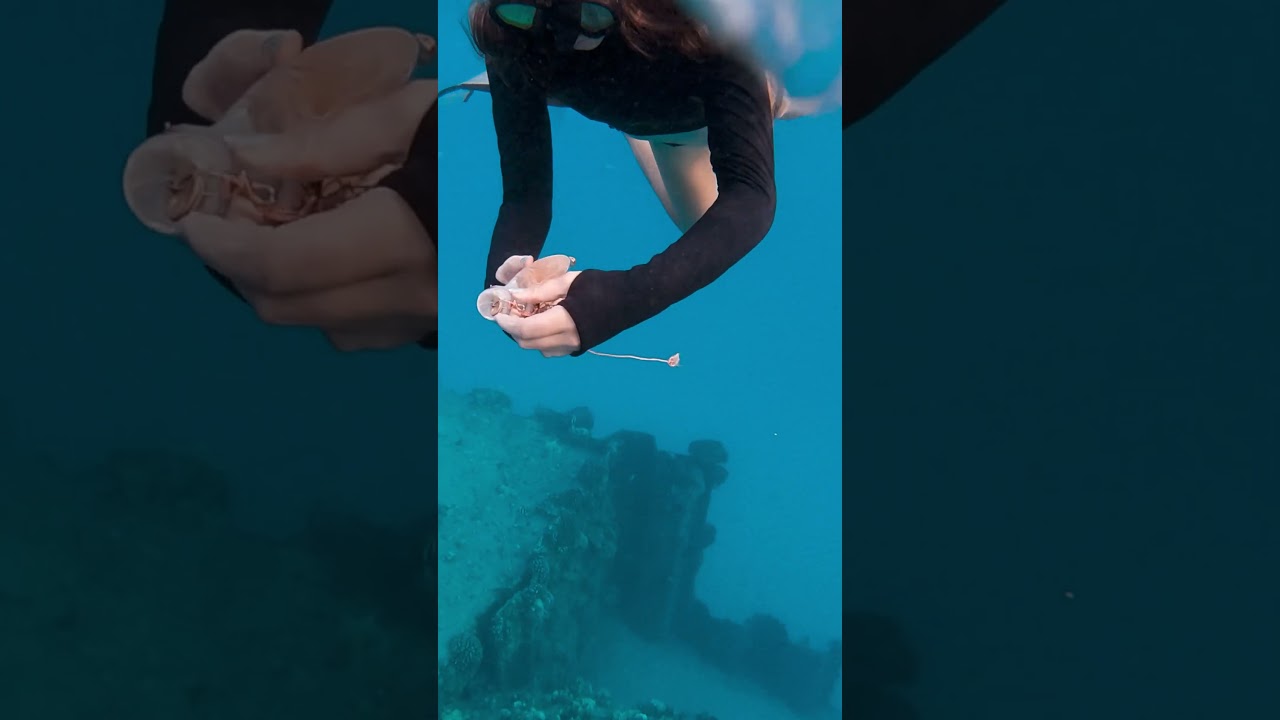 Why shark behavior changes around divers