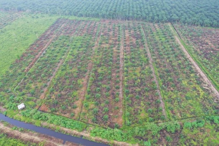 Kemenhut Lanjutkan Tuntutan Hukum 4 Tersangka Perusak Hutan Tahura OKH Jambi