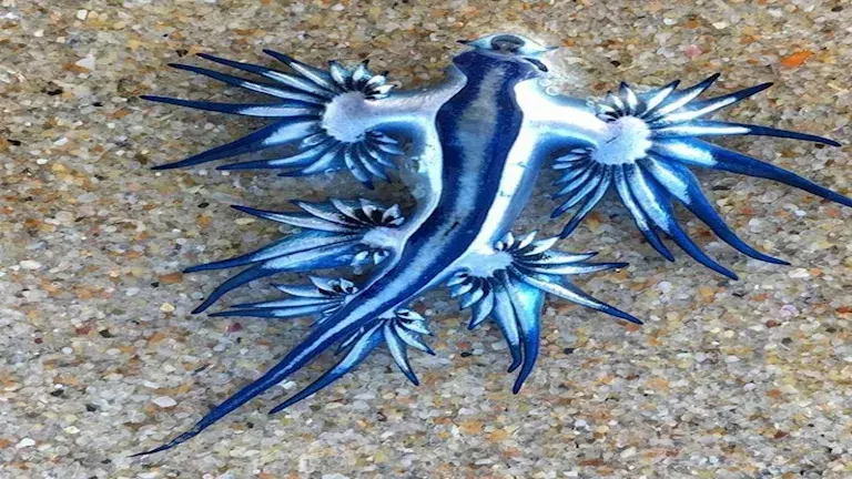 بسمة البحر الزرقاء