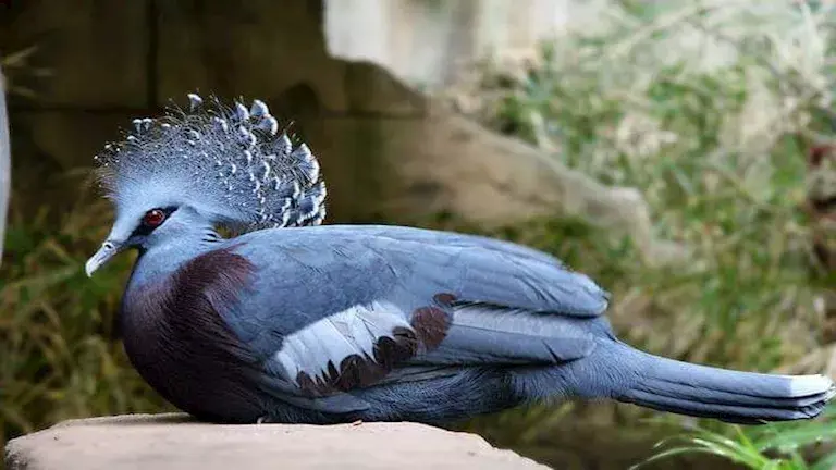 حمامة فيكتوريا المتوجة