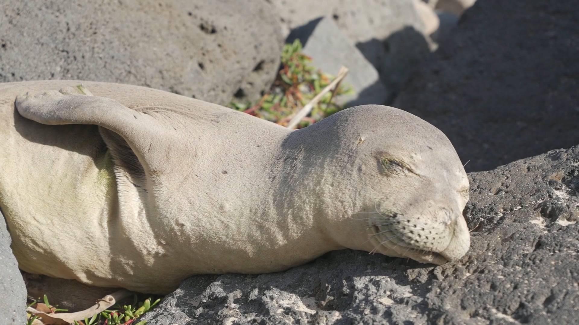 絶滅の危機に瀕するアザラシ：絶滅が最も危惧されているアザラシ種の映像