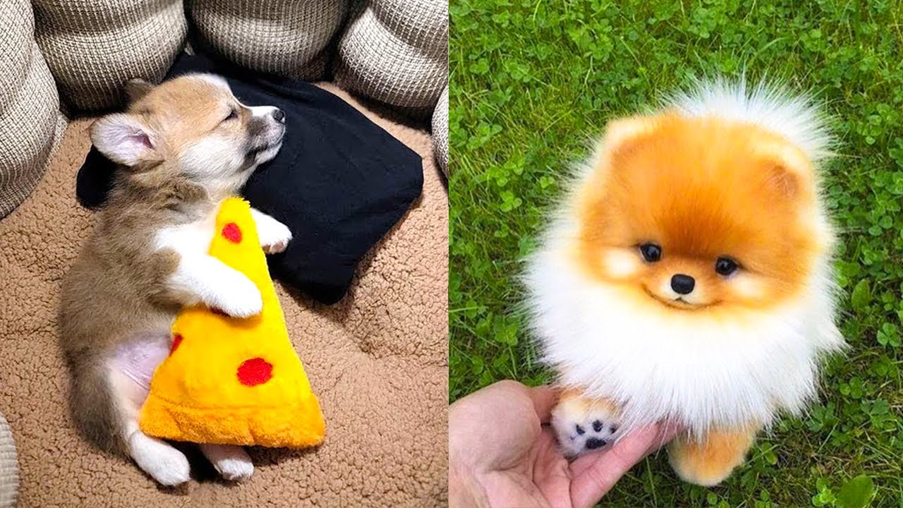 Dreamy puppies and fluffy friends