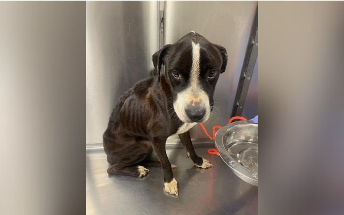 Starving dog arrived at shelter full of fear—3 years on he