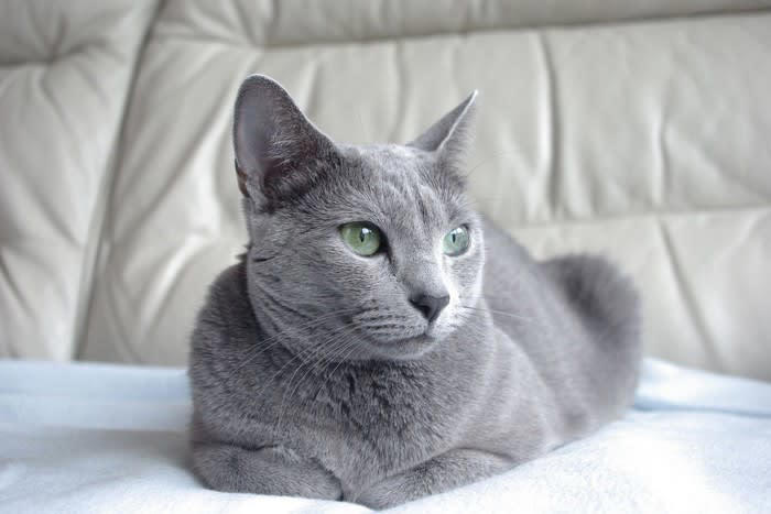 愛猫の『座り方』でわかる4つの心理 信頼や警戒のサインが隠れている？