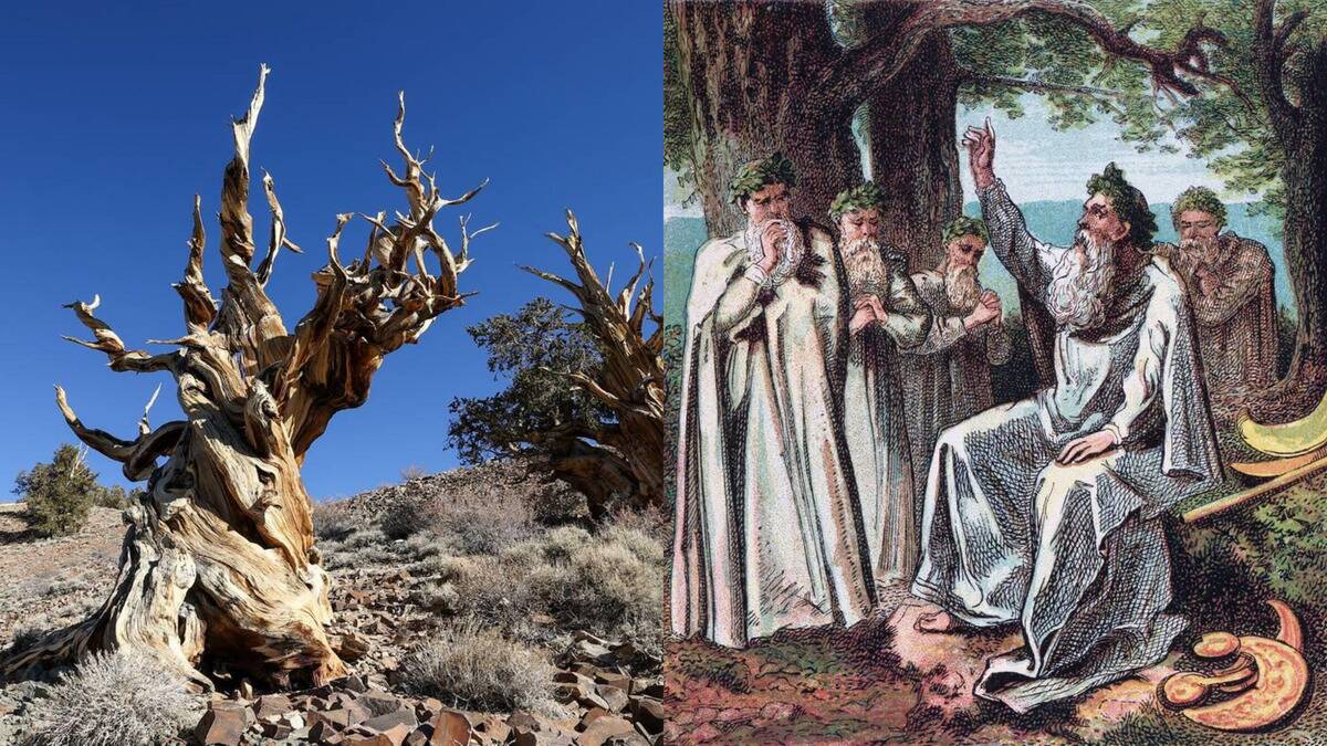 Why ancient cultures treated certain trees as family